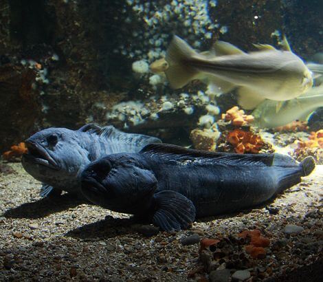 Voyage sur La Rochelle